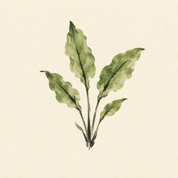 Sorrel
