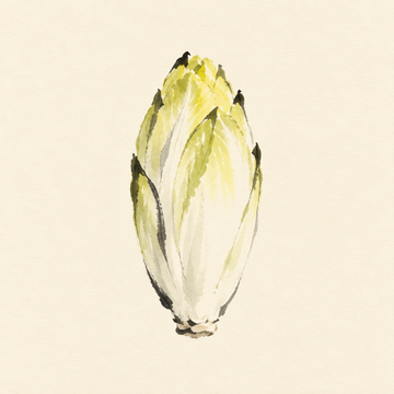 Chicory