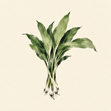 Wild garlic