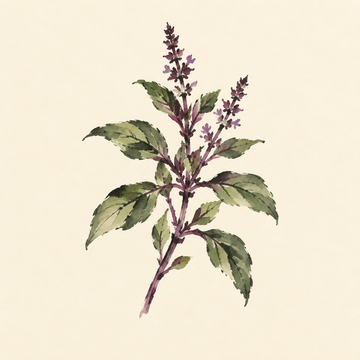 Thai basil