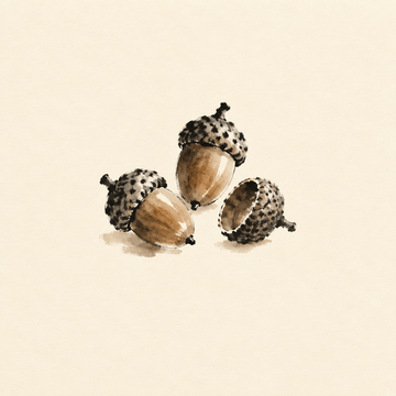 Acorn