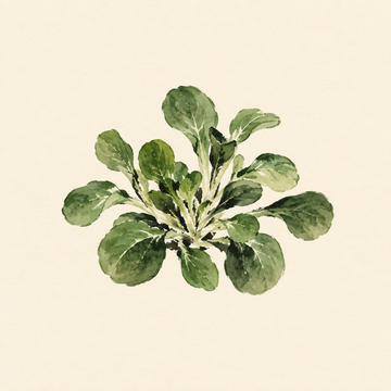 Lamb's lettuce