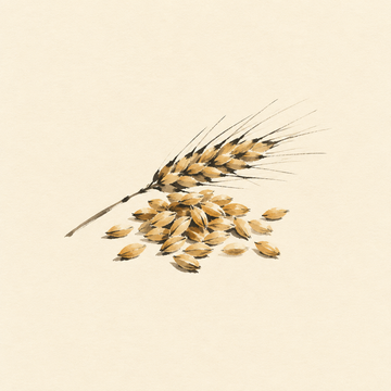 Barley