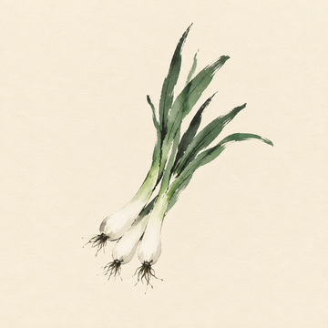 Spring onion