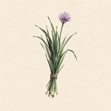 Chives