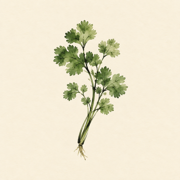 Coriander