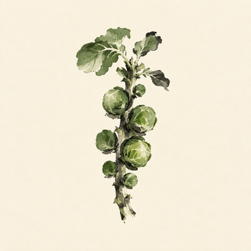 Brussels sprouts