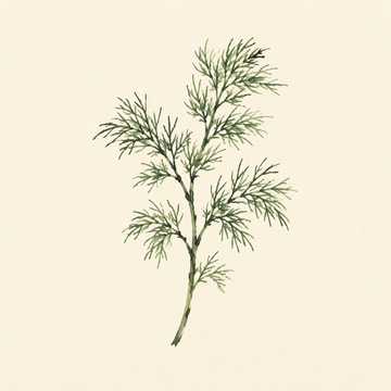 Dill