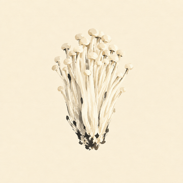Enoki