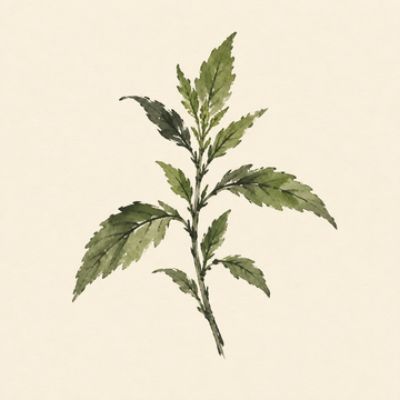 Epazote
