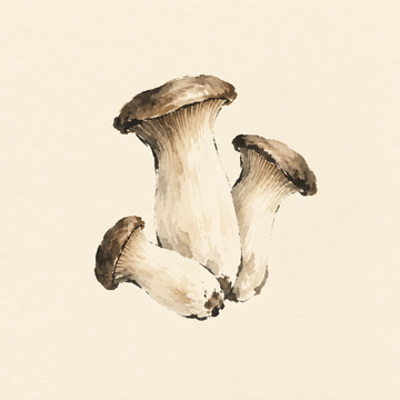 King oyster