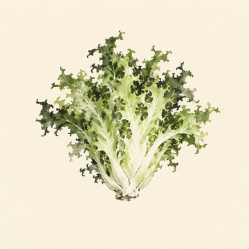 Escarole