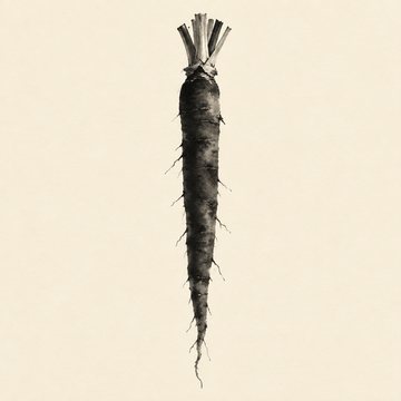 Black salsify