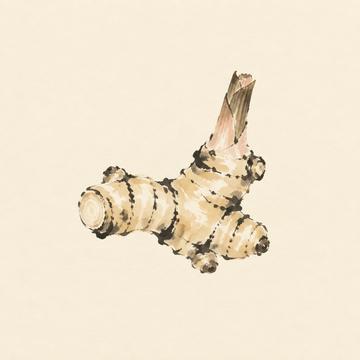 Galangal