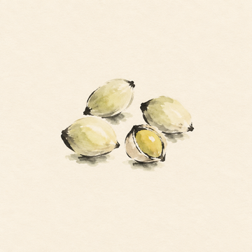 Ginkgo nut