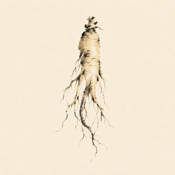 Ginseng
