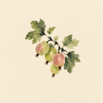 Gooseberry