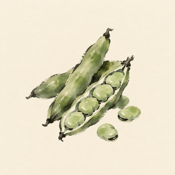 Fava bean