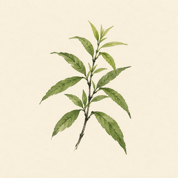 Lemon verbena
