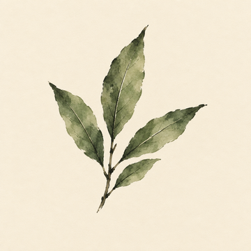 Bay leaf