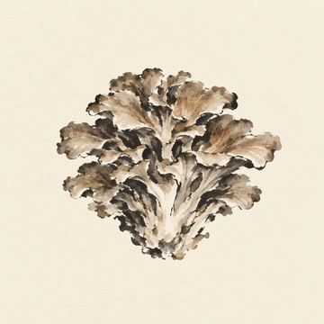 Maitake