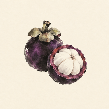 Mangosteen