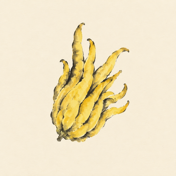 Buddha's hand