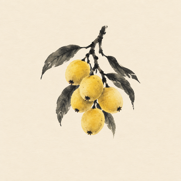 Marula