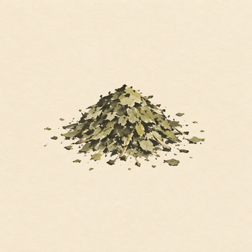 Yerba mate