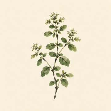 Marjoram