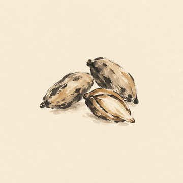Pili nut