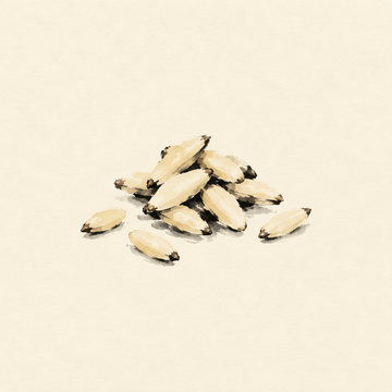Pine nut