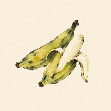 Plantain