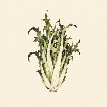 Puntarelle