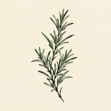 Rosemary