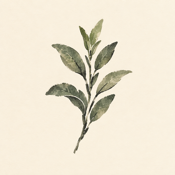 Sage