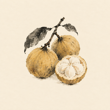 Santol
