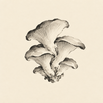 Oyster mushroom