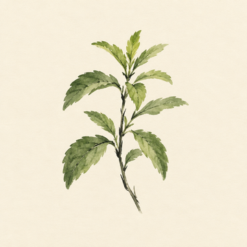 Stevia