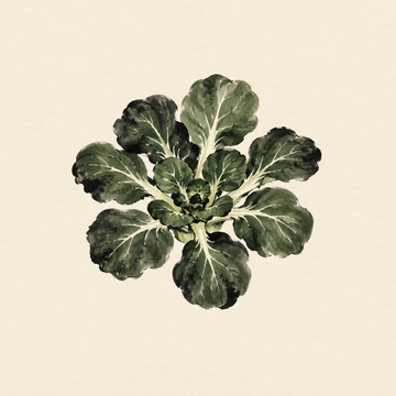 Tatsoi