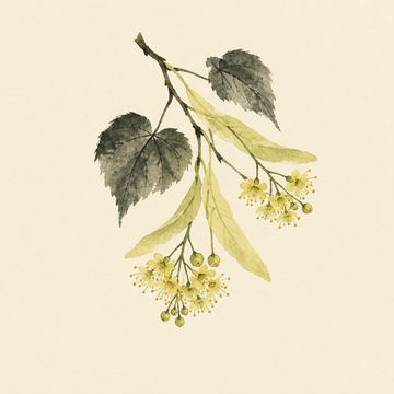 Linden