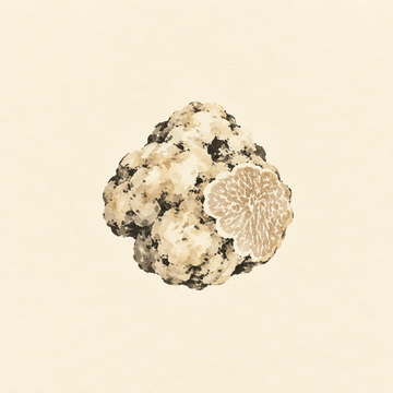 White truffle