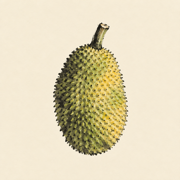 Jackfruit